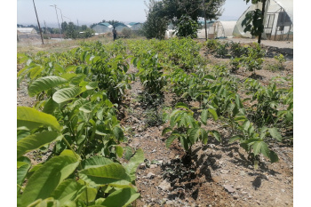نهال گردو پیوندی